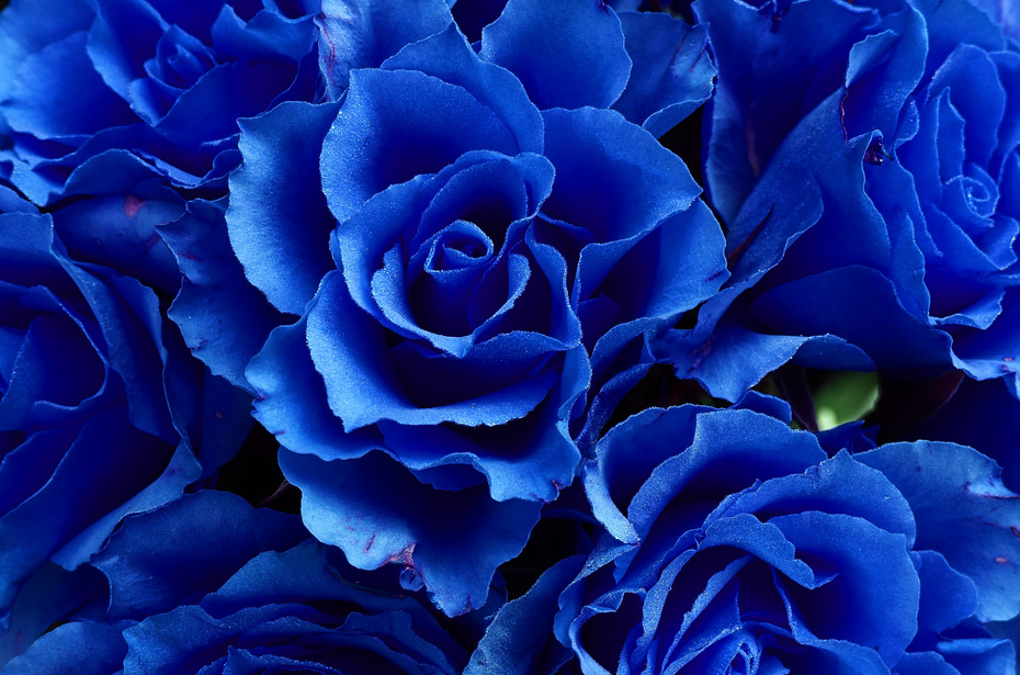 Blue Roses Blooming