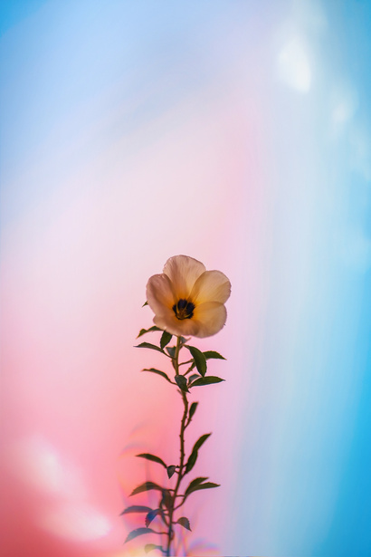Flower on Digital Pink-Blue Background