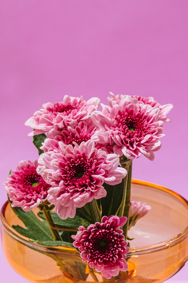 Pink Chrysanthemums on Pink Background 