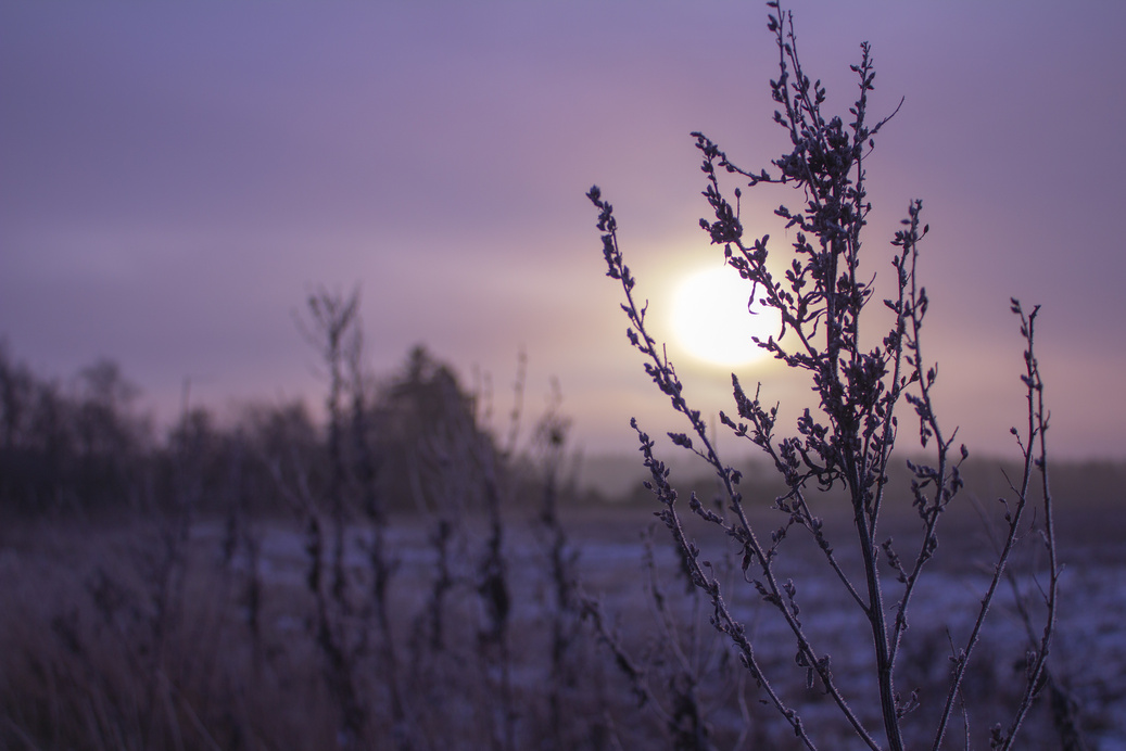 Silhouette of Plant at Sunset