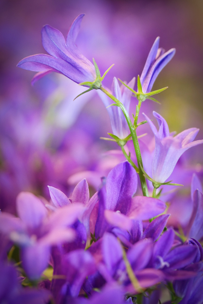 Purple Flowers Blooming